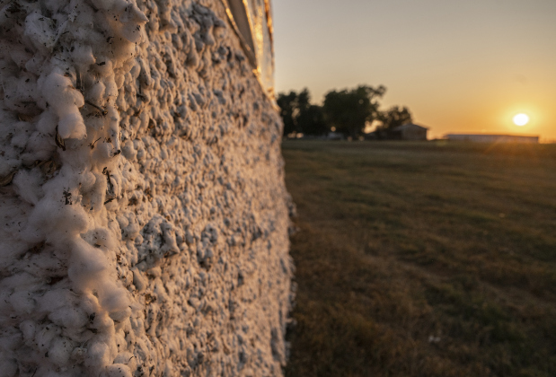 Large modules of harvested cotton are ready to be ginned at Waterloo Gin on Tuesday, September 9, 2025.  The gin is along County Road 414 east of Taylor.   Photo by Andy Sharp.  