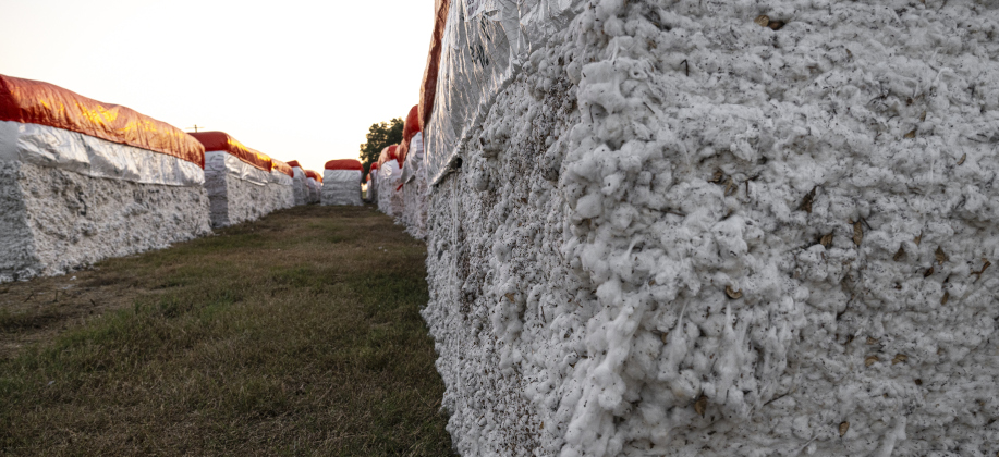 Large modules of harvested  cotton are ready to be ginned at Waterloo Gin on Tuesday, September 9, 2025.  The gin is along County Road 414 east of Taylor.   Photo by Andy Sharp.
