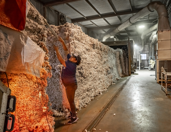 Maria Hernandez prepares large cotton modules for ginning  at Waterloo Gin on Tuesday, September 9, 2025.  The gin is along County Road 414 east of Taylor.   Photo by Andy Sharp.