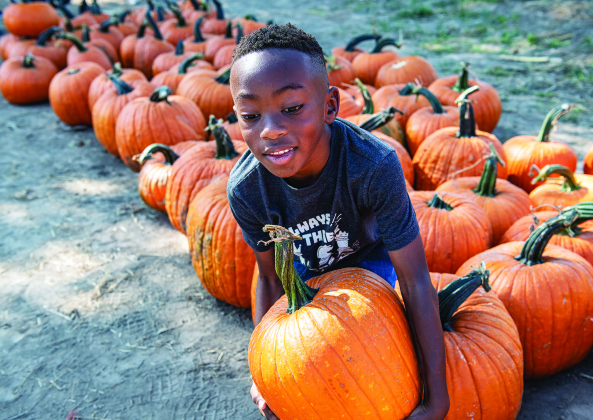 6-year-old Hendrix Eke of Pflugerville helps his family find a pumpkin in the pumpkin patch at Sweet Eats Fruit Farm during Fall Festival Weekend on Saturday, October 10, 2020.   The farm includes a petting zoo, horseback rides, pig races and a corn maze.   All visitors 10 or older  are required to wear face coverings.   Sweet Eats Fruit Farm is at 14400 East State Highway 29 in Georgetown.   Photo by Andy Sharp.  
