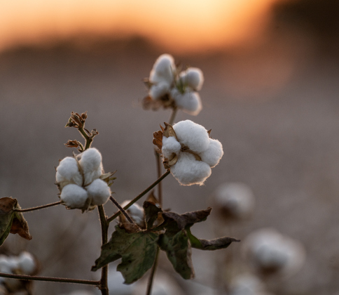 Healthy cotton bolls are ready for harvest along County Road 417 in the Wuthrich Hill area on Tuesday, September 16, 2025.   Photo by Andy Sharp