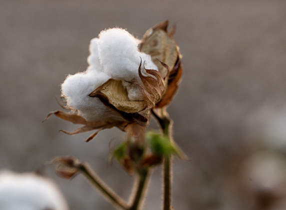 A healthy cotton bolll  is eady for harvest along County Road 417 in the Wuthrich Hill area on Tuesday, September 16, 2025.   Photo by Andy Sharp.
