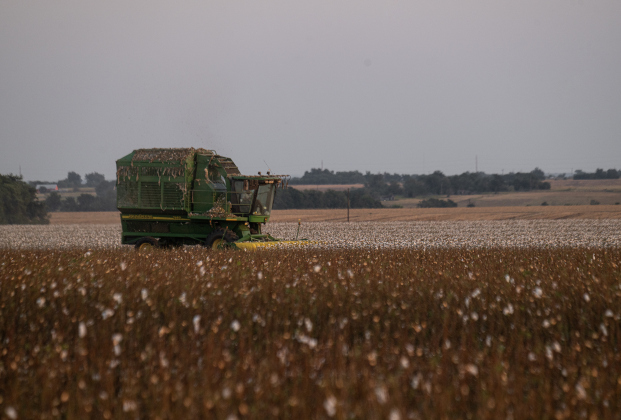 Cotton harvest continues along County Road 413 on Tuesday, September 16, 2025.   Photo by Andy Sharp.
