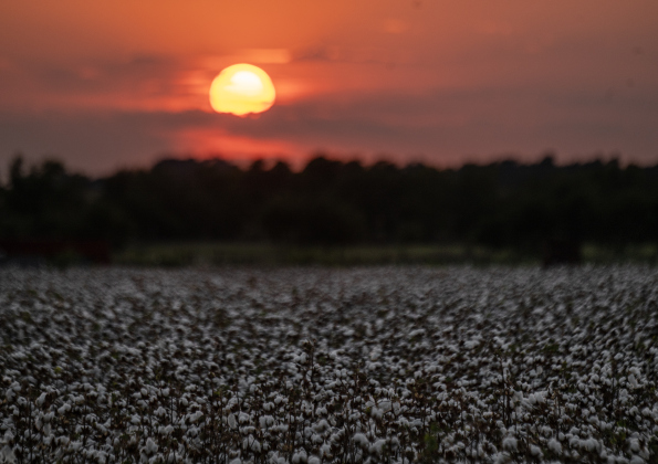 The sun begins to go down over field of unharvested cotton along County Road 417 in the Wuthrich Hill area on Tuesday, September 16, 2025.   Photo by Andy Sharp.