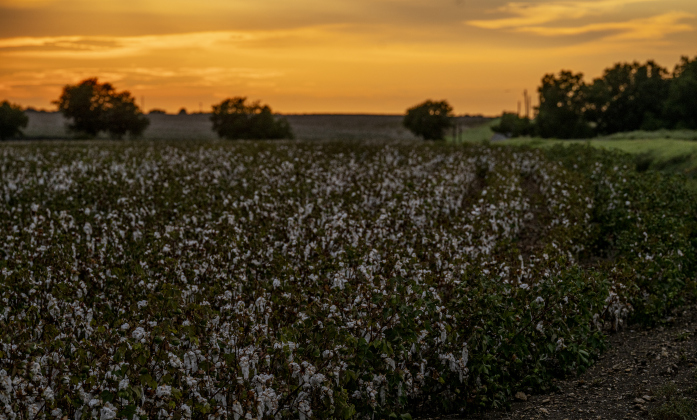 A cotton crop adorns a field along County Road 192 near Jonah on Tuesday, August 19, 2025.  Tuesday was World Photography Day.   Photo by Andy Sharp.