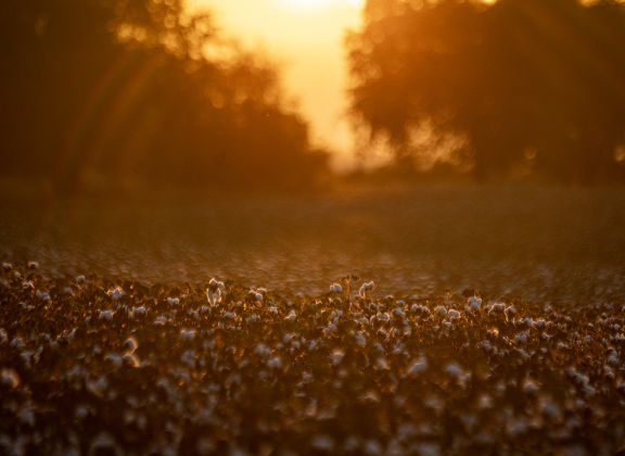 Snippets of late-day light highlight cotton bolls along County Road 359  on Saturday, September 20, 2025.  Photo by Andy Sharp.