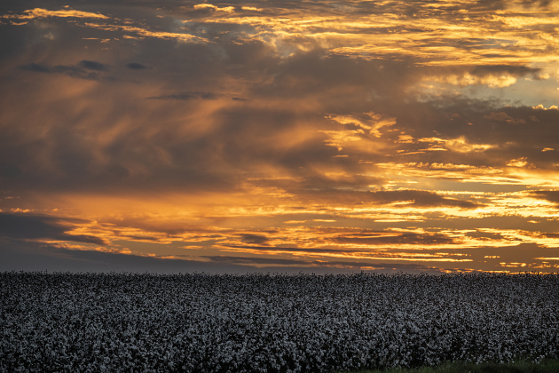 Cotton continues to thrive along County Road 357   on Saturday, September 20, 2025.  Photo by Andy Sharp.