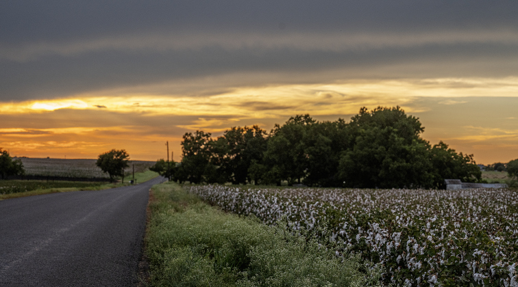 Cotton grows along County Road 124  near Jonah on Tuesday, August 19, 2025.  Tuesday was World Photography Day.   Photo by Andy Sharp.