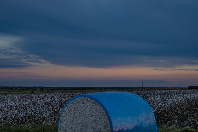 Harvested cotton bales rest in a field along County Road 357  on Saturday, September 20, 2025.  Photo by Andy Sharp.