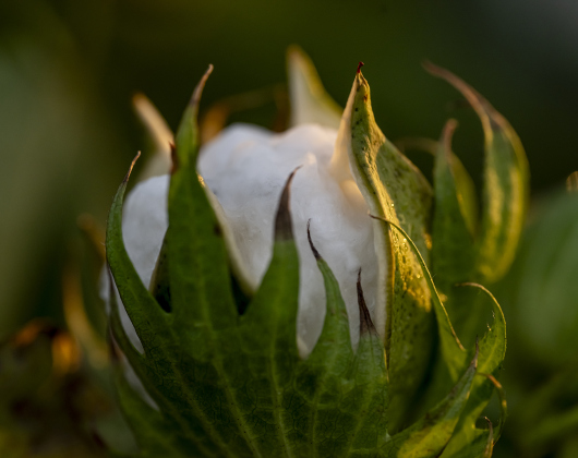 A cotton boll soaks up moisture from an afternoon rain along County Road 159 near Jonah on Tuesday, August 19, 2025.  Tuesday was World Photography Day.   Photo by Andy Sharp.