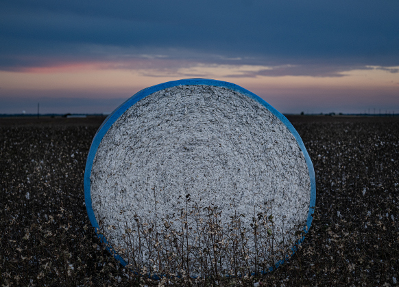 A harvested bale of cotton is pictured along County Road 357  on Saturday, September 20, 2025.  Photo by Andy Sharp.