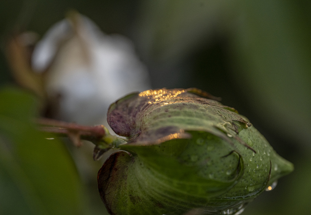 Water drops from an afternoon rain fall on cotton plants along County Road 159 near Jonah on Tuesday, August 19, 2025.  Tuesday was World Photography Day.   Photo by Andy Sharp.