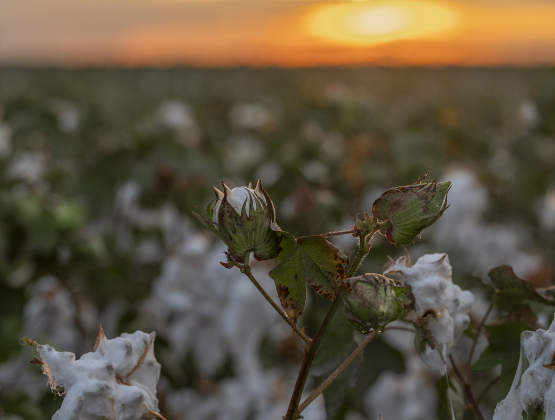 Cotton plants along County Road 159 soak up moisture after an afternoon rain shower near Jonah on Tuesday, August 19, 2025.  Tuesday was World Photography Day.   Photo by Andy Sharp.  