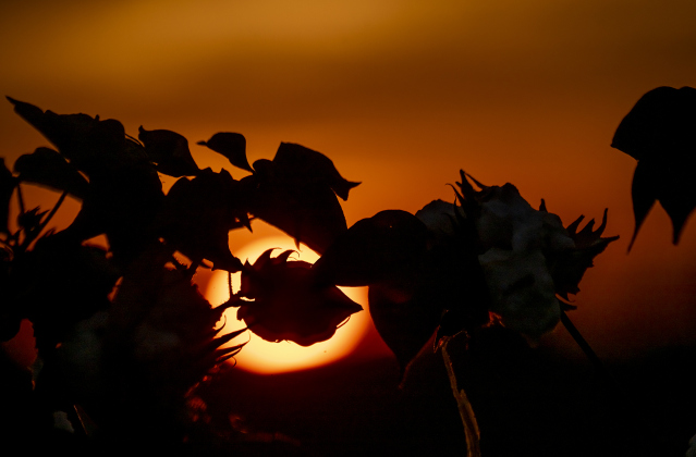 Cotton plants are silhouetted against the approaching sunset along County Road 192 near Jonah on Tuesday, August 19, 2025.  Tuesday was World Photography Day.   Photo by Andy Sharp.