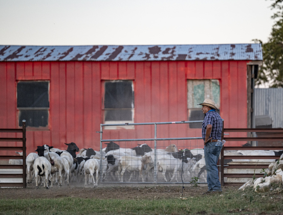 Rosalio Rodrigue herds his 60 head of sheep toward the barn  on Tuesday, September 2, 2025.  Health issues have curtailed his work recently, but he continues to work at a printing company in Pflugerville three days a week.