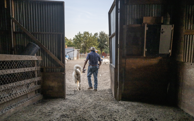Rosalio Rodriguez,  with his dog Rambo, prepares to call it a night  after herding  his 60 head of sheep along the lightly-traveled County Road 345 south of Granger on Tuesday, September 2, 2025.