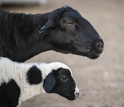 A 3-week-old lamb stays close to his mama at the home of Rosalio Rodriguez  on Tuesday, September 2, 2025.