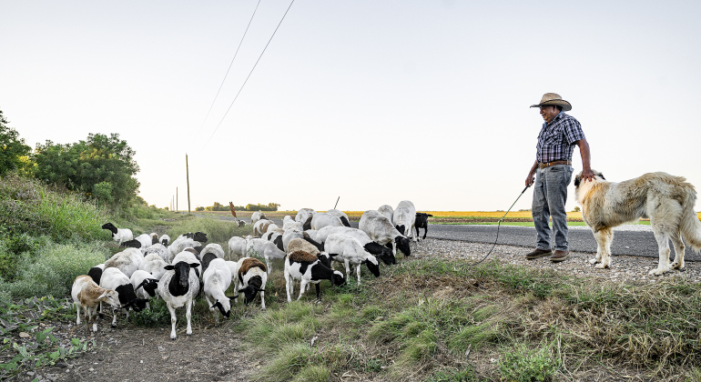 Rosalio Rodriguez, who will be 71 on September 13th, herds his 60 head of sheep along the lightly-traveled County Road 345 south of Granger on Tuesday, September 2, 2025.  Health issues have curtailed his work recently, but he continues to work at a printing company in Pflugerville three days a week.  Every day, accompanied by his dog Rambo, Rodriguez lets the sheep graze along the side of the road.  He and his family have lived on five acres here since 2000.  He continues to enjoy his work.  Photo by Andy 