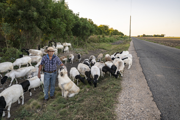 Rosalio Rodriguez, who will be 71 on September 13th, stands with his dog Rambo as they herd his 60 head of sheep along the lightly-traveled County Road 345 south of Granger on Tuesday, September 2, 2025.