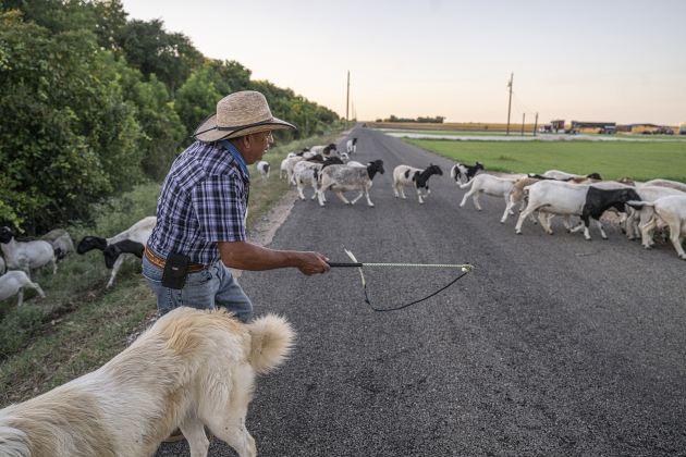 Rosalio Rodriguez, who will be 71 on September 13th, herds his 60 head of sheep along the lightly-traveled County Road 345 south of Granger on Tuesday, September 2, 2025.