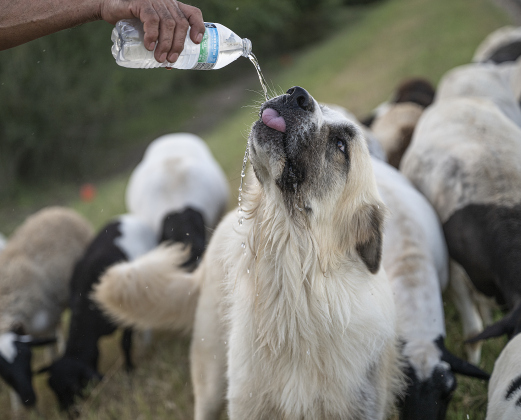 Rosalio Rodriguez provides a cold bottle of water for Rambo  as they herd 60 head of sheep along the lightly-traveled County Road 345 south of Granger on Tuesday, September 2, 2025.