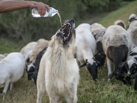 Rosalio Rodriguez provides a cold bottle of water for Rambo  as they herd 60 head of sheep along the lightly-traveled County Road 345 south of Granger on Tuesday, September 2, 2025.