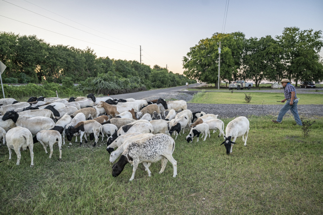 Rosalio Rodriguez, who will be 71 on September 13th, herds his 60 head of sheep along the lightly-traveled County Road 345 south of Granger on Tuesday, September 2, 2025.