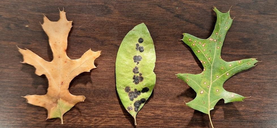 From left, bacterial scorch on red oak, Tar spot on live oak, Tubakia leaf spot on red oak.