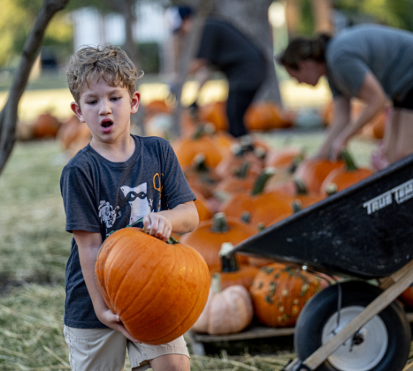 6-year-old Finn Williams helps place one of  more than 3,000 pumpkins at Georgetown First United Methodist Church on Wednesday afternoon, October 8, 2025.
