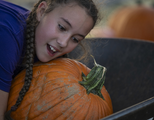 10-year-old Elizabeth Richey grabs a large pumpkin to place as she helps unload more than 3,000 pumpkins at Georgetown First United Methodist Church on Wednesday afternoon, October 8, 2025.  Church members and volunteers from area high schools, plus students from Southwestern University helped  place the pumpkins.  46,000 pounds of pumpkins arrived here from the Navajo Nation in New Mexico.  The pumpkins will be available until Halloween.