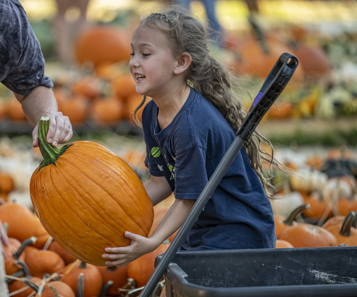 5-year-old Andi Richey helps unload  more than 3,000 pumpkins at Georgetown First United Methodist Church on Wednesday afternoon, October 8, 2025.