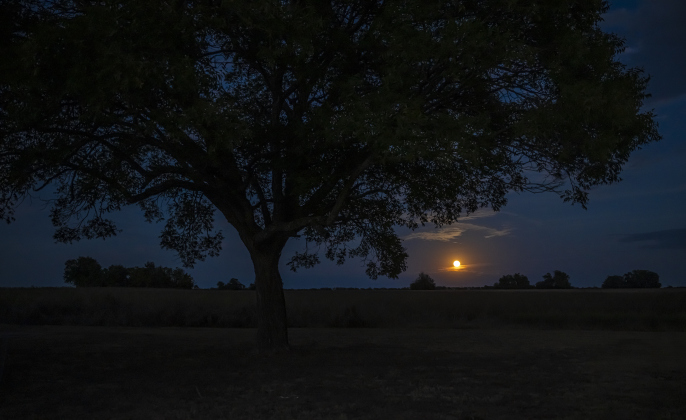A Waning Gibbous moon, at 98.7 % visibility, shines beyond an old-growth pecan tree on the grounds of the Jonah Community Center along Texas Highway 29 on Tuesday, October 7, 2025.  Photo by Andy Sharp.  24