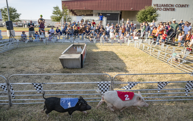  Pigs make their way around the course for the for the Swifty Swine show at the Williamson County Fair on Wednesday, October 22, 2025. Held at the Williamson County Expo Center, the fair and rodeo continues through Saturday.   Photo by Andy Sharp. 