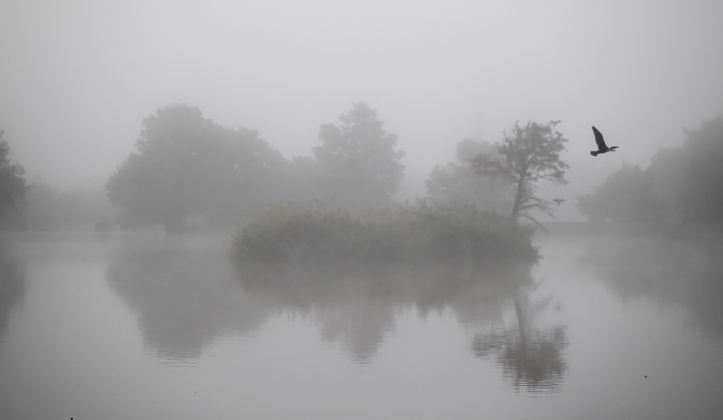 Fog settles in  as a cormorant  flies over the lake at Murphy Park on Sunday morning, October 26, 2025. The fog began to lift after 10 a.m.   Photo by Andy Sharp. 