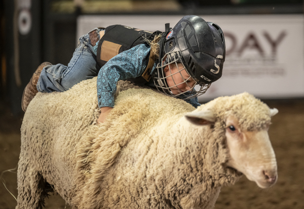 4-year-old Keegan Dalosto of Liberty Hill competes in Mutton Bustin’ during the Williamson County Rodeo  on Thursday, October 23, 2025.  The three-night rodeo is held along with the Williamson County Fair at the Williamson County Expo Center.   Photo by Andy Sharp.