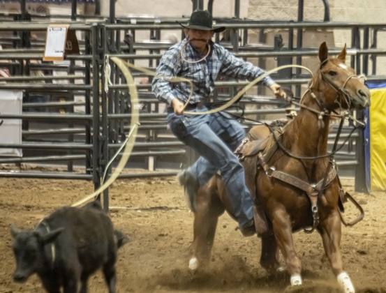 Bill Odell of Liberty, Texas competes in Tie Down Roping  during the Williamson County Rodeo  on Thursday, October 23, 2025.  The three-night rodeo is held along with the Williamson County Fair at the Williamson County Expo Center.   Photo by Andy Sharp.