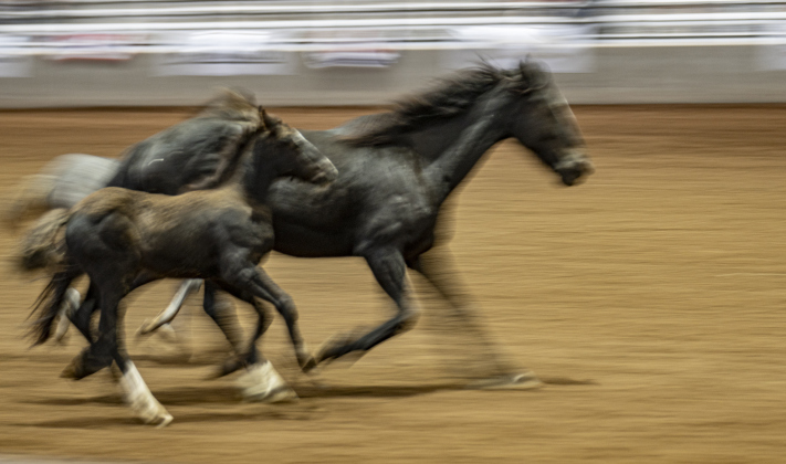 Horses dash through the arena at the conclusion of the Williamson County Rodeo  on Thursday, October 23, 2025.  The three-night rodeo is held along with the Williamson County Fair at the Williamson County Expo Center.   Photo by Andy Sharp.