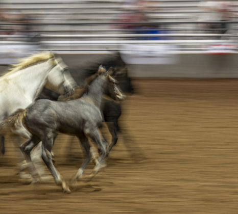 Horses dash through the arena at the conclusion of  the Williamson County Rodeo  on Thursday, October 23, 2025.  The three-night rodeo is held along with the Williamson County Fair at the Williamson County Expo Center.   Photo by Andy Sharp.