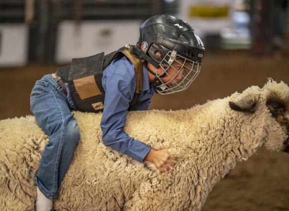 6-year-old Myles Guerrero of Bastrop  competes in Mutton Bustin’ during the Williamson County Rodeo  on Thursday, October 23, 2025.  The three-night rodeo is held along with the Williamson County Fair at the Williamson County Expo Center.   Photo by Andy Sharp.