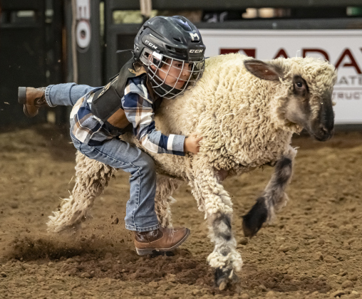 5-year-old Elijah Ellis of Hutto  competes in Mutton Bustin’ during the Williamson County Rodeo  on Thursday, October 23, 2025.  The three-night rodeo is held along with the Williamson County Fair at the Williamson County Expo Center.   Photo by Andy Sharp.