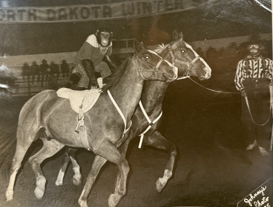 Todo, Larry Clayman’s chimpanzee, riding horses as part of a performance in 1975 while Mr. Clayman held the horses on a rope.