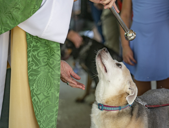 The Reverend Mary Ann Huston, Associate Rector, bestows a blessing on Piper, owned by Kensley and Alex Granados, during  a Blessing of the Animals service conducted by Grace Episcopal Church, held at Booty’s Road Park on Sunday, October 5, 2025.  Lunch was provided at the park’s pavilion after the service acknowledging the work of Saint Francis of Assisi.   Photo by Andy Sharp.