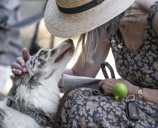 Cammie, an Australian Shepherd, spends time with her owner, Lorraine Brady, during  a Blessing of the Animals service conducted by Grace Episcopal Church, held at Booty’s Road Park on Sunday, October 5, 2025.  Lunch was provided at the park’s pavilion after the service acknowledging the work of Saint Francis of Assisi.   Photo by Andy Sharp.