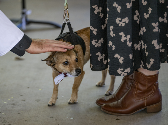 The Reverend Neal McGowan, Rector, bestows blessings on a dog named  Asher, with his owner Aine Spainhour, during  a Blessing of the Animals service conducted by Grace Episcopal Church, held at Booty’s Road Park on Sunday, October 5, 2025.  Lunch was provided at the park’s pavilion after the service acknowledging the work of Saint Francis of Assisi.   Photo by Andy Sharp.