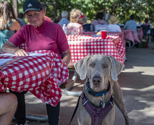 Maxx, a Weimaraner owned by Nancy and Paul Bloom (Nancy  is at front left) waits to have his blessings bestowed during a Blessing of the Animals service conducted by Grace Episcopal Church, held at Booty’s Road Park on Sunday, October 5, 2025.  Lunch was provided at the park’s pavilion after the service acknowledging the work of Saint Francis of Assisi.   Photo by Andy Sharp.