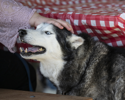 Milo, a Husky owned by Helene and Birdie Bird, gets a pet from Helene during  a Blessing of the Animals service conducted by Grace Episcopal Church, held at Booty’s Road Park on Sunday, October 5, 2025.  Lunch was provided at the park’s pavilion after the service acknowledging the work of Saint Francis of Assisi.   Photo by Andy Sharp.