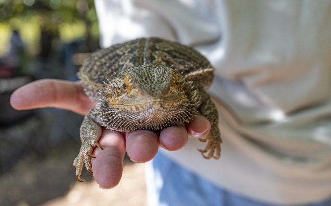 Zuzu, a Bearded Dragon, is held by Gloria Kostroun during  a Blessing of the Animals service conducted by Grace Episcopal Church, held at Booty’s Road Park on Sunday, October 5, 2025. Gloria’s sister Ava is Zuzu’s owner, but is away at school.  Zuzu received her blessing.  Lunch was provided at the park’s pavilion after the service acknowledging the work of Saint Francis of Assisi.   Photo by Andy Sharp.