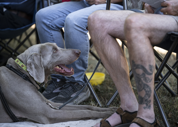 Jake, a Weimaraner owned by Rob and Laura Broussard, waits to receive his blessing during  a Blessing of the Animals service conducted by Grace Episcopal Church, held at Booty’s Road Park on Sunday, October 5, 2025.  Lunch was provided at the park’s pavilion after the service acknowledging the work of Saint Francis of Assisi.   Photo by Andy Sharp.