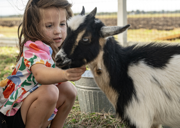 5-year-old Willa Sands visits with a goat from Mini Mischief Ranch  during Heritage Farm Day, held at the 125-year-old Lutonsky Farm on Saturday, November 15, 2025.