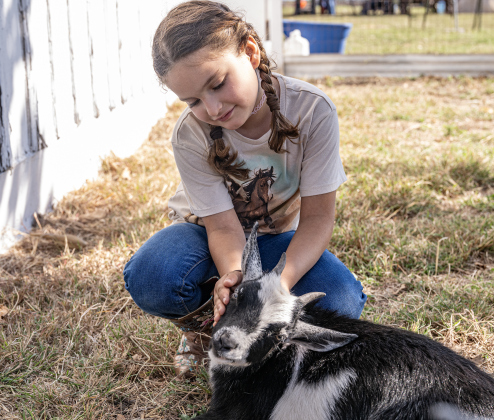 7-year-old Abby Arjona cuddles a goat from Mini Mischief Ranch  during Heritage Farm Day, held at the 125-year-old Lutonsky Farm on Saturday, November 15, 2025.
